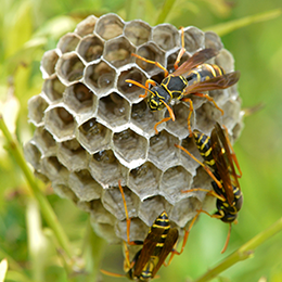 写真あり】アシナガバチの種類と巣＆刺された時の応急処置 ２０２４
